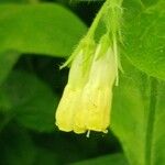 Symphytum tuberosum Flor