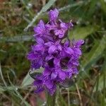 Dactylorhiza majalis 花