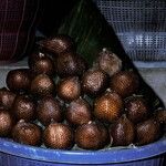 Salacca zalacca ഫലം