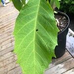 Brugmansia suaveolens List