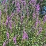 Lythrum salicariaFlower