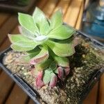 Echeveria pulvinata List