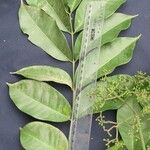 Zanthoxylum acuminatum Otro