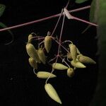 Clematis connata Fruto