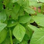 Cleome rutidosperma Leaf