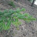 Abies alba Blatt