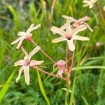 Ixia paniculata 花