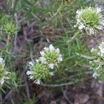 Teucrium dunense Fulla