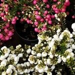 Gaultheria mucronata Flor