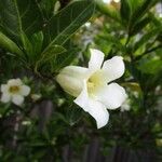 Rothmannia globosa Flower