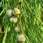 Cupressus nootkatensis Fruto