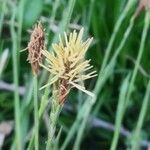 Carex pensylvanica Blomma