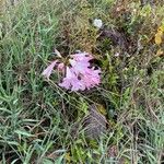 Crinum bulbispermumফুল