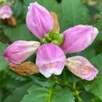 Chelone lyonii Blüte
