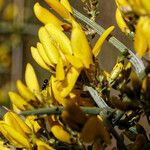 Genista scorpius Flower