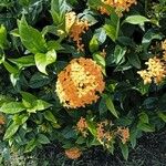 Ixora chinensisFlor