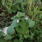 Lamium hybridumBlad