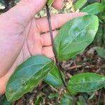 Premna serratifolia Συνήθη χαρακτηριστικά