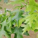 Quercus palustris Leaf