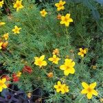 Bidens ferulifoliaÕis