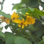 Senna surattensis 花