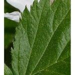 Rubus pensilvanicus Blatt