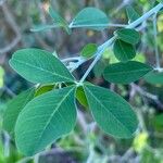 Crotalaria laburnifolia Leaf