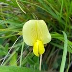 Lotus maritimus Flower