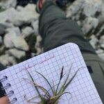 Carex sempervirens Flower