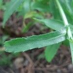 Glebionis segetum Leaf