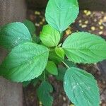 Acalypha virginica Folha