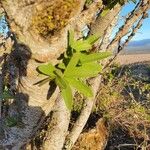 Boscia integrifolia ᱥᱟᱠᱟᱢ