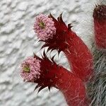 Cleistocactus baumannii फूल