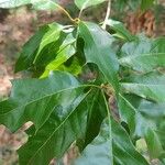 Quercus sartorii Yaprak