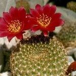 Rebutia minuscula Habit
