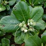 Terminalia catappa Leaf