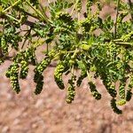 Prosopis velutina Fruto