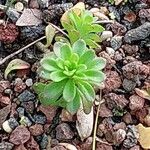 Sedum cepaea Лист