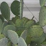 Opuntia oricola Fulla