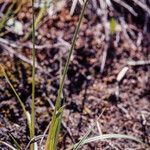 Carex norvegica Hàbitat