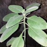 Coleus barbatus Leaf