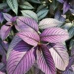 Strobilanthes auriculata Лист