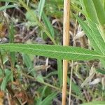 Gomphocarpus fruticosus Leaf