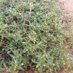 Pectis prostrata Flor