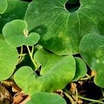 Aristolochia macrophylla Foglia