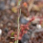 Linaria simplex ശീലം