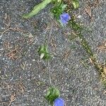 Cichorium endivia Virág