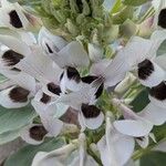 Vicia faba Flower
