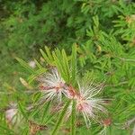 Calliandra eriophylla Lapas