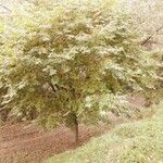 Platanus orientalis Характер